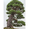 Pinus sylvestris -pino s. europeo- I-8752 vista 7
