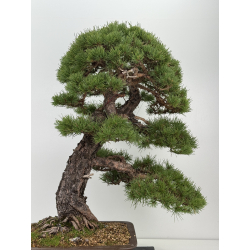 Pinus sylvestris I-8752 view 8