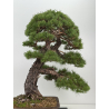 Pinus sylvestris -pino s. europeo- I-8752 vista 8