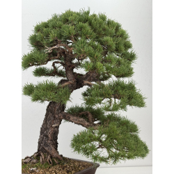 Pinus sylvestris I-8752 view 9