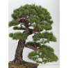 Pinus sylvestris -pino s. europeo- I-8752 vista 9