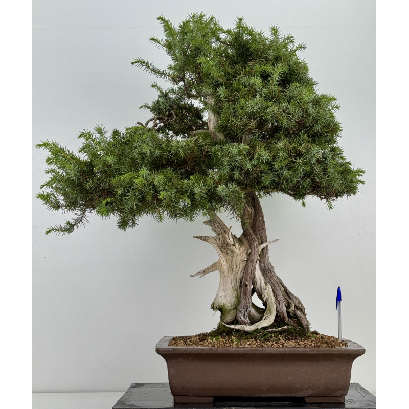 Juniperus rigida I-8746