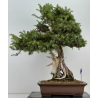 Juniperus rigida I-8746