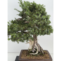 Juniperus rigida I-8746 vista 2