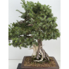 Juniperus rigida I-8746 vista 2