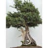 Juniperus rigida I-8746 vista 3
