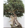 Juniperus rigida I-8746 vista 4