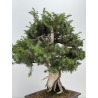 Juniperus rigida I-8746 vista 5