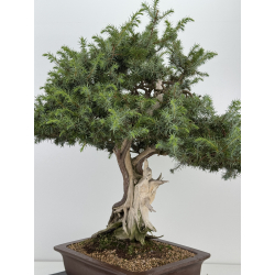 Juniperus rigida I-8746 vista 6