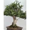 Juniperus rigida I-8746 vista 6
