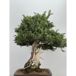 Juniperus rigida I-8746 vista 7