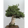 Juniperus rigida I-8746 vista 7