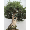 Juniperus rigida I-8746 vista 8