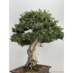Juniperus rigida I-8746 vista 9