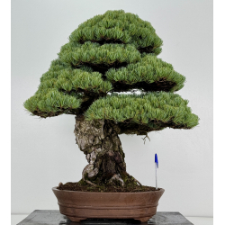 Pinus parviflora pentaphylla I-8747