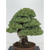Pinus parviflora pentaphylla I-8747 vista 2