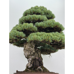Pinus parviflora pentaphylla I-8747 vista 3