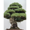 Pinus parviflora pentaphylla I-8747 vista 3