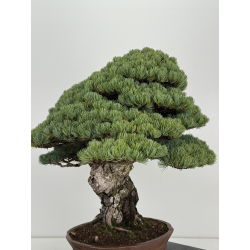 Pinus parviflora pentaphylla I-8747 vista 4