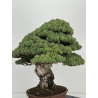 Pinus parviflora pentaphylla I-8747 vista 4