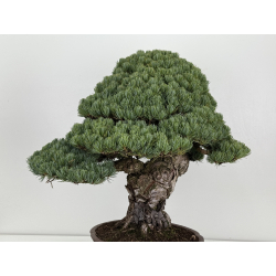 Pinus parviflora pentaphylla I-8747 vista 5