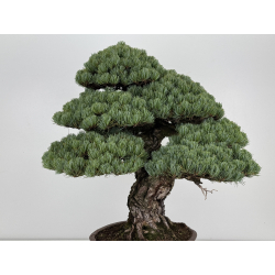 Pinus parviflora pentaphylla I-8747 vista 6
