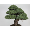 Pinus parviflora pentaphylla I-8747 vista 6