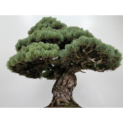 Pinus parviflora pentaphylla I-8747 vista 7
