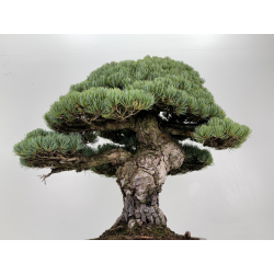 Pinus parviflora pentaphylla I-8747 vista 8