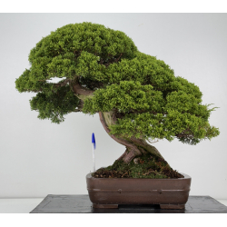 Juniperus chinensis itoigawa I-8744