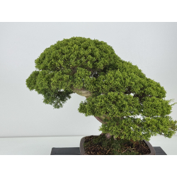 Juniperus chinensis itoigawa I-8744 vista 2