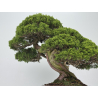 Juniperus chinensis itoigawa I-8744 vista 3