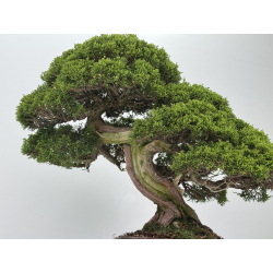 Juniperus chinensis itoigawa I-8744 vista 4