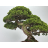 Juniperus chinensis itoigawa I-8744 vista 4