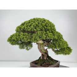Juniperus chinensis itoigawa I-8744 vista 5