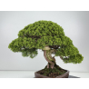 Juniperus chinensis itoigawa I-8744 vista 5