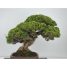 Juniperus chinensis itoigawa I-8744 vista 6
