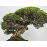 Juniperus chinensis itoigawa I-8744 vista 7