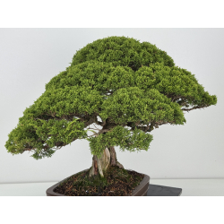 Juniperus chinensis itoigawa I-8744 vista 8