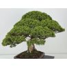 Juniperus chinensis itoigawa I-8744 vista 8