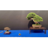 Juniperus chinensis itoigawa I-8744 vista 9