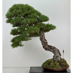 Pinus sylvestris -pino s. europeo- bonsái I-8742 | Laos Garden