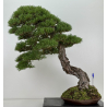 Pinus sylvestris -pino s. europeo- bonsái I-8742 | Laos Garden