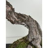 Pinus sylvestris -pino s. europeo- bonsái I-8742 | Laos Garden