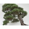 Pinus sylvestris -pino s. europeo- bonsái I-8742 | Laos Garden