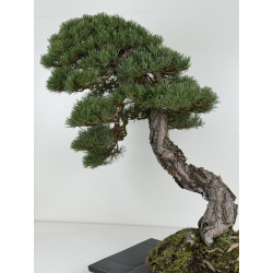 Pinus sylvestris -pino s. europeo- bonsái I-8742 | Laos Garden