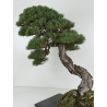 Pinus sylvestris -pino s. europeo- bonsái I-8742 | Laos Garden