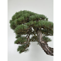 Pinus sylvestris -pino s. europeo- bonsái I-8742 | Laos Garden