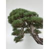 Pinus sylvestris I-8742