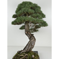 Pinus sylvestris -pino s. europeo- bonsái I-8742 | Laos Garden